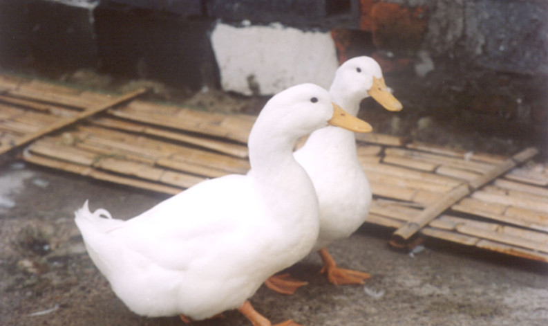 樱桃谷鸭- 徐州新牧生物科技有限公司